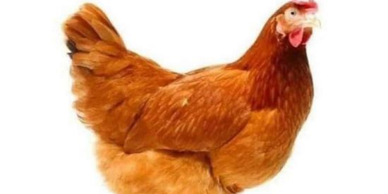 Imagem do grupo de WhatsApp Amizades virtuais