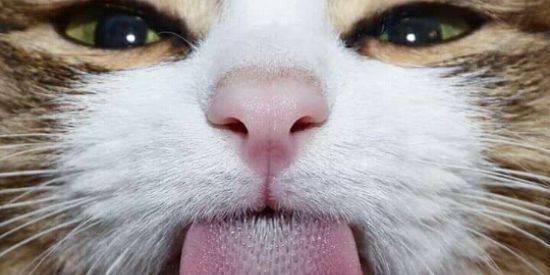 Imagem do grupo de WhatsApp Amizades novas