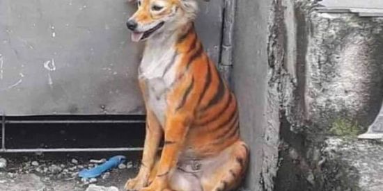 Imagem do grupo de WhatsApp Tiburso