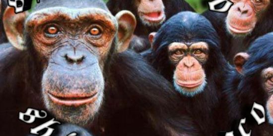 Imagem do grupo de WhatsApp 🐒Shit do macaco🐒