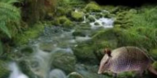 Imagem do grupo de WhatsApp Vamos po mato 🌿🌿🍃