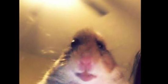 Imagem do grupo de WhatsApp Hora da fofoca❤️✨