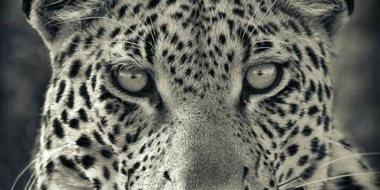 Imagem do grupo de WhatsApp Desenho RJ