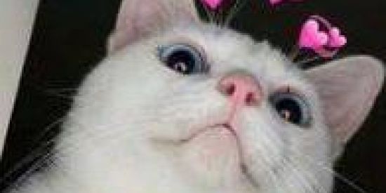 Imagem do grupo de WhatsApp NEVERLAND🦄