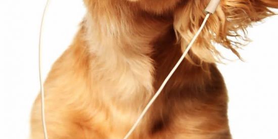 Imagem do grupo de WhatsApp Troca de seguidores