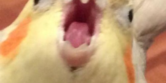 Imagem do grupo de WhatsApp Amigos 𓅿 🥺🤧