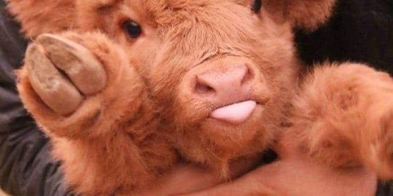 Imagem do grupo de WhatsApp VegClub