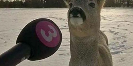 Imagem do grupo de WhatsApp ,🌿 amigs ੭ֶ