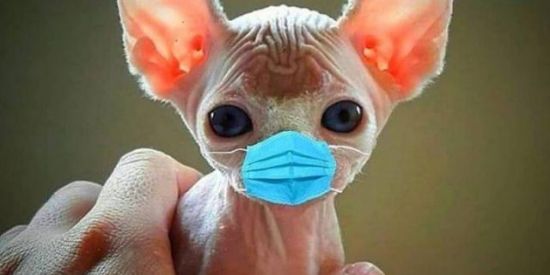 Imagem do grupo de WhatsApp #🕷️Shitshat 私 ⁞