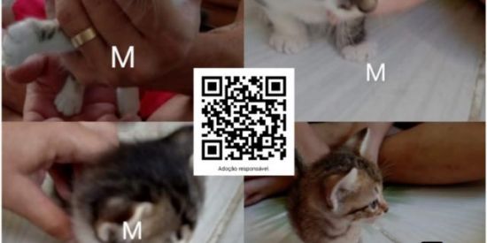 Imagem do grupo de WhatsApp Adoção responsável gatinh