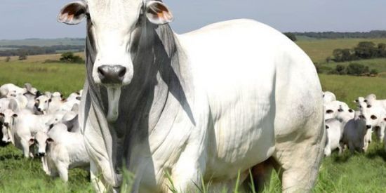 Imagem do grupo de WhatsApp Só amizade