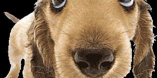 Imagem do grupo de WhatsApp GIFS