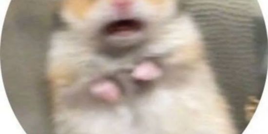 Imagem do grupo de WhatsApp 𝕊𝕒𝕡𝕠𝕣𝕣𝕒 𝕟𝕒𝕠 𝕥𝕖𝕞 𝕟𝕠𝕞𝕖𝕖𝕖