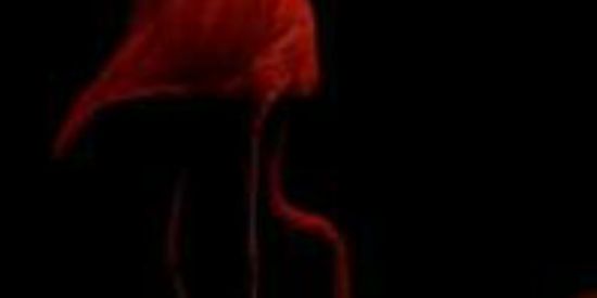 Imagem do grupo de WhatsApp ~RCT GØD 🇹🇱