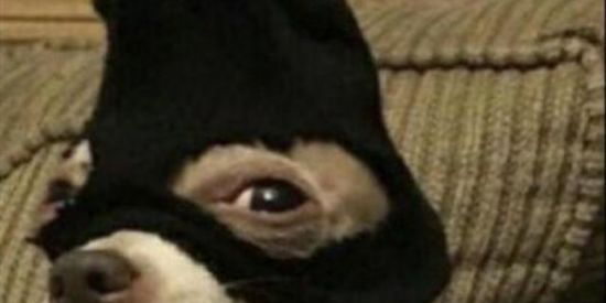 Imagem do grupo de WhatsApp SHITPOSTER