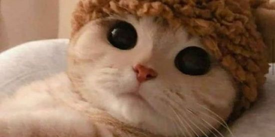 Imagem do grupo de WhatsApp Animals