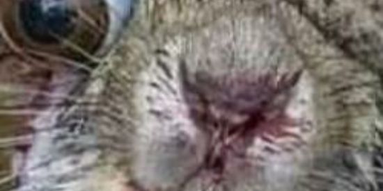 Imagem do grupo de WhatsApp Amizade e namoro