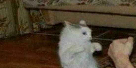 Imagem do grupo de WhatsApp Porão