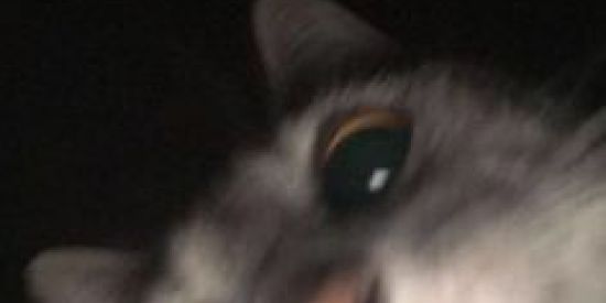 Imagem do grupo de WhatsApp Amizades