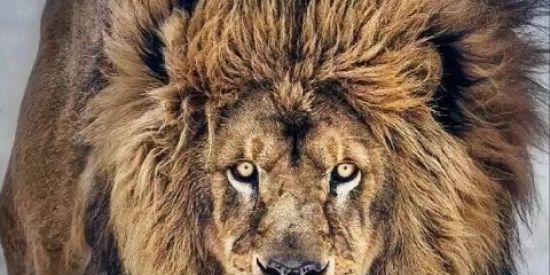 Imagem do grupo de WhatsApp Servos de Deus