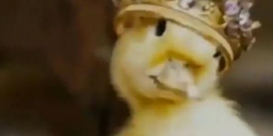 Imagem do grupo de WhatsApp Reino dos Patos👑