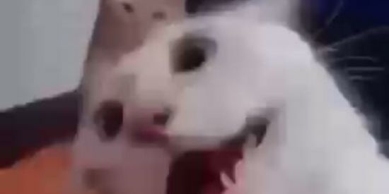 Imagem do grupo de WhatsApp Amizades novas