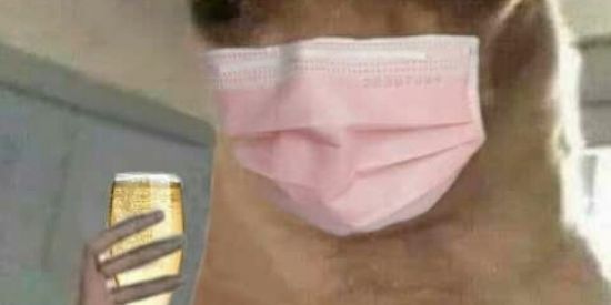 Imagem do grupo de WhatsApp MEMES