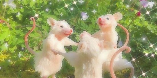 Imagem do grupo de WhatsApp 𝕬𝖒𝖎𝖟𝖆𝖉𝖊𝖘 𝖓𝖔𝖛𝖆𝖘💖