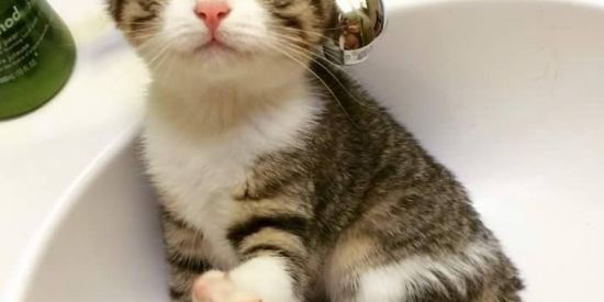 Imagem do grupo de WhatsApp Hospício dos amigos