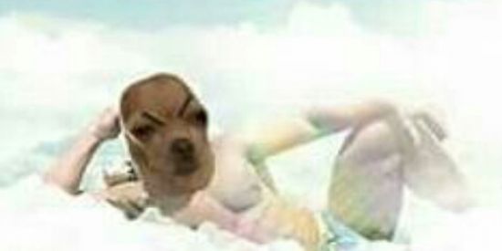 Imagem do grupo de WhatsApp Loja dos memes