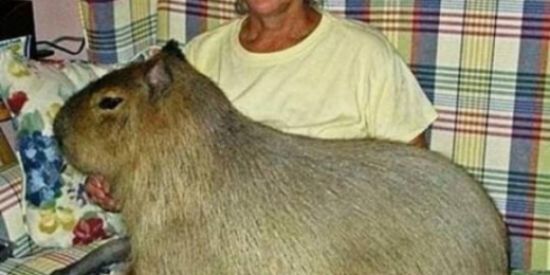 Imagem do grupo de WhatsApp fãs da akame