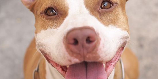 Imagem do grupo de WhatsApp Grupo pitbull meu bbs