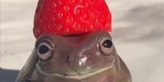 Imagem do grupo de WhatsApp Capim gordura tio toninho