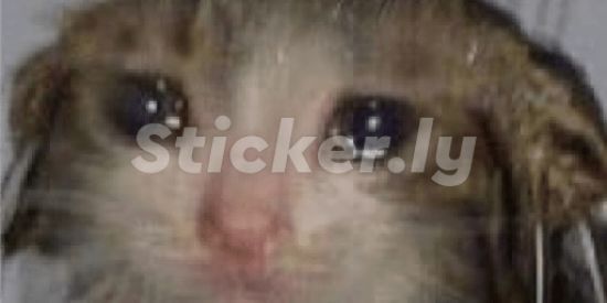 Imagem do grupo de WhatsApp Grupo dos fresco