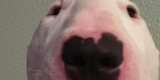 Imagem do grupo de WhatsApp ZOEIRA ON