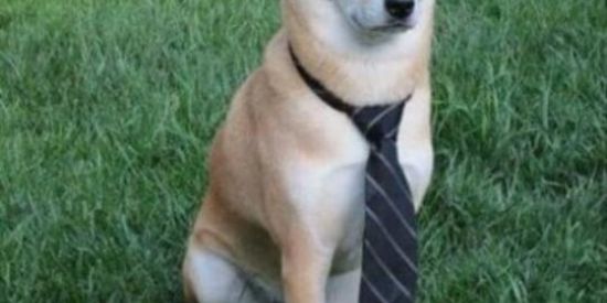 Imagem do grupo de WhatsApp SÓ OS SHITPOST BRABO..👺✌🏽