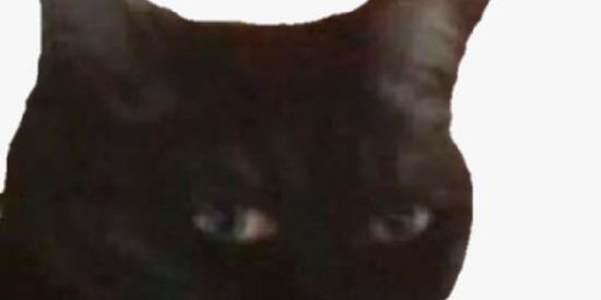 Imagem do grupo de WhatsApp Gato Preto Shitpost