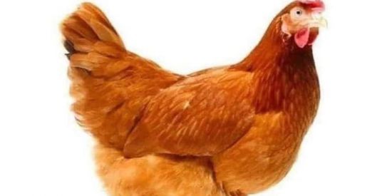 Imagem do grupo de WhatsApp Bonde do zip-zap