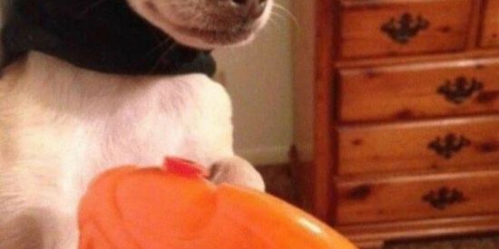 Imagem do grupo de WhatsApp Os 💯 Freio🥴🔥☠️