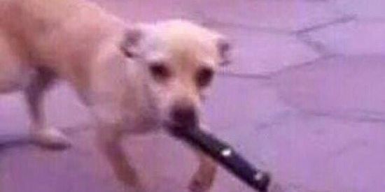 Imagem do grupo de WhatsApp Shitpost do naxyous