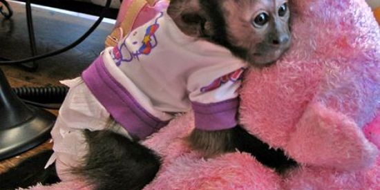 Imagem do grupo de WhatsApp Stickers e amzds