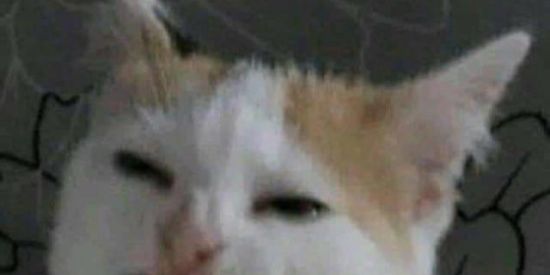 Imagem do grupo de WhatsApp ☦︎ꪶ 𝐒𝗵𝗶𝘁𝘀 𝐋𝘃𝗹 𝑯𝗮𝗿𝗱 ꫂ☦︎