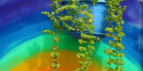 Imagem do grupo de WhatsApp Folha verde T_T 🌱