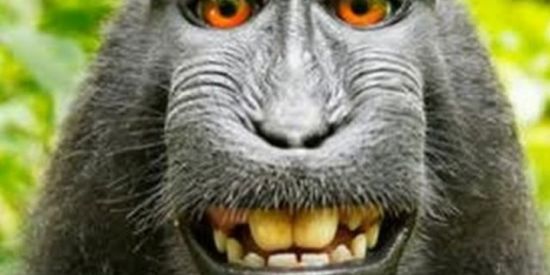 Imagem do grupo de WhatsApp Monark