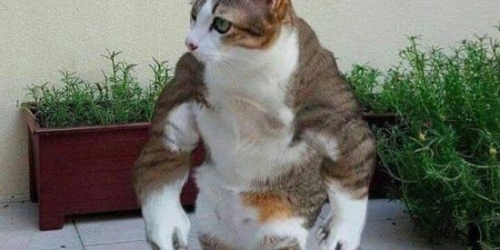 Imagem do grupo de WhatsApp Papo aleatório