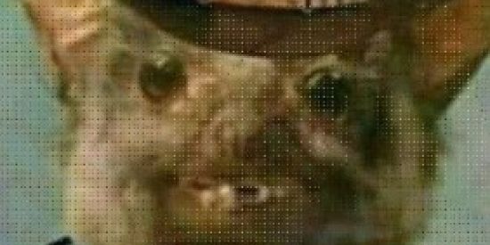 Imagem do grupo de WhatsApp Amigos dos Amigos