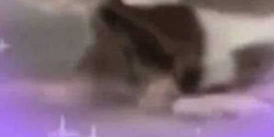 Imagem do grupo de WhatsApp Rato das trevas