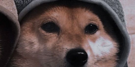 Imagem do grupo de WhatsApp 𝙰𝙽𝚃𝙸𝚂𝚂𝙾𝙲𝙸𝙰𝙸𝚂