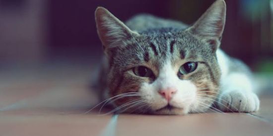 Imagem do grupo de WhatsApp Amizades e companhia