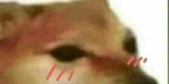 Imagem do grupo de WhatsApp 🇸 🇭 🇮 🇹     🇸 🇨